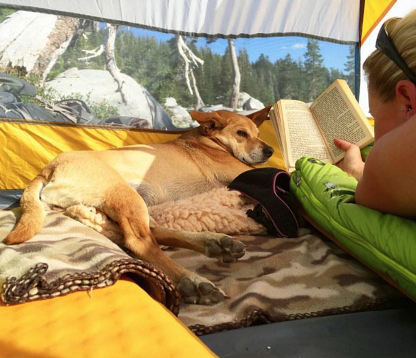 Camping With Dogs