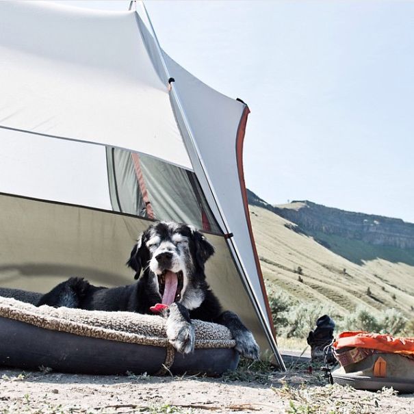 Camping With Dogs