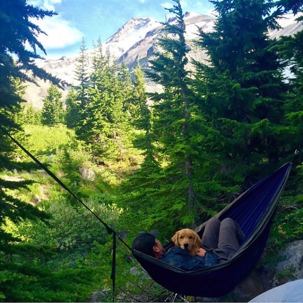 Camping With Dogs