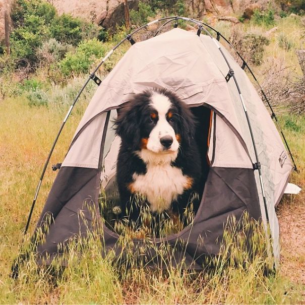 Camping With Dogs
