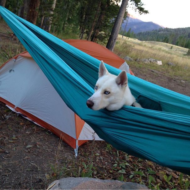 Camping With Dogs