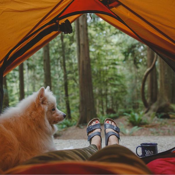 Camping With Dogs