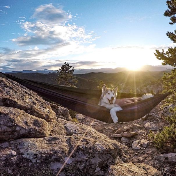 Camping With Dogs