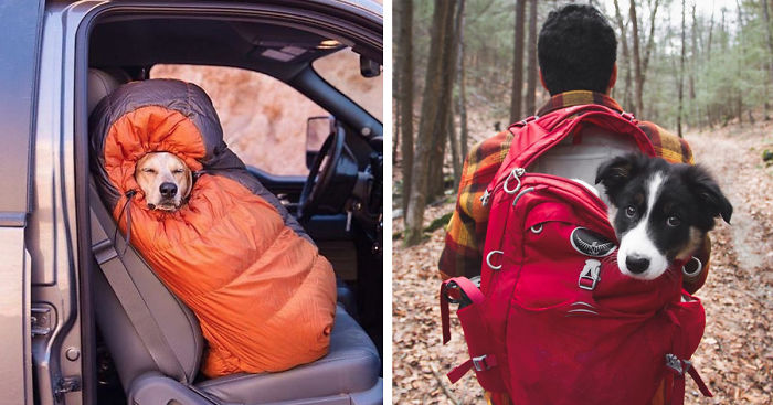 “Camping With Dogs” Instagram Will Inspire You To Go Hiking With Your Dog