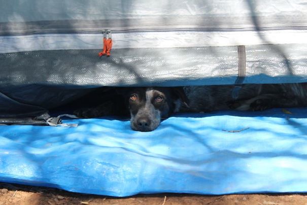 Rosie Under The Tent
