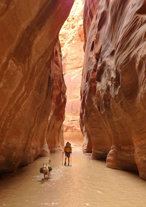 Taz The Canyoneering Dog