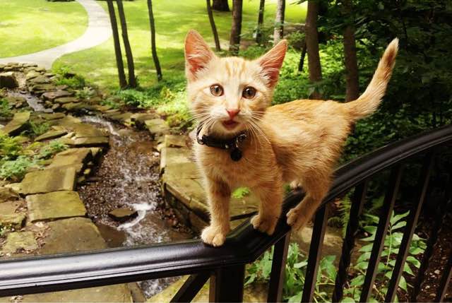 cat-biker-saves-kitten-pat-doody-13