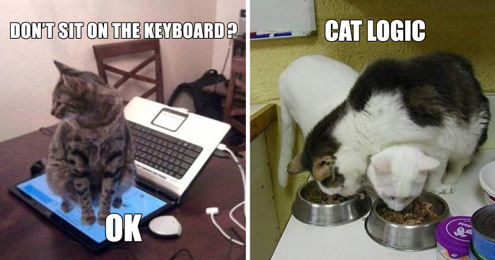 50 Hilarious Examples Of Cat Logic