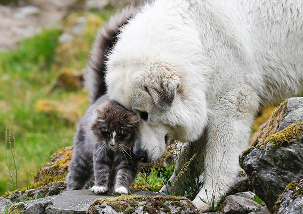 Sweetest Cat And Dog From Norway