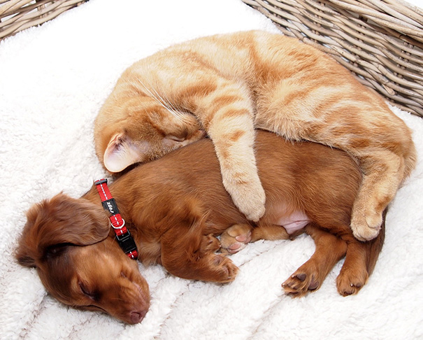 Big Spoon, Little Spoon