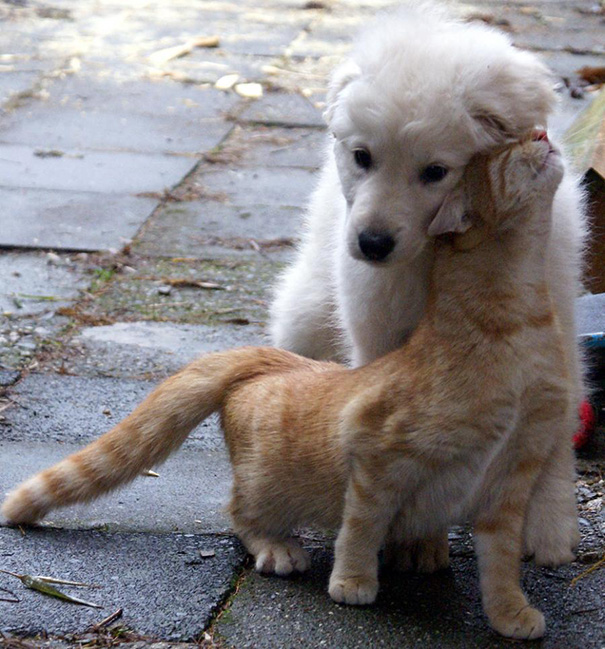 When Cat And Dog Get Along