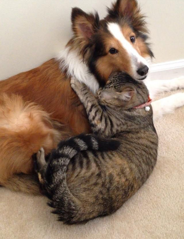 My Cat Really Likes The New Dog