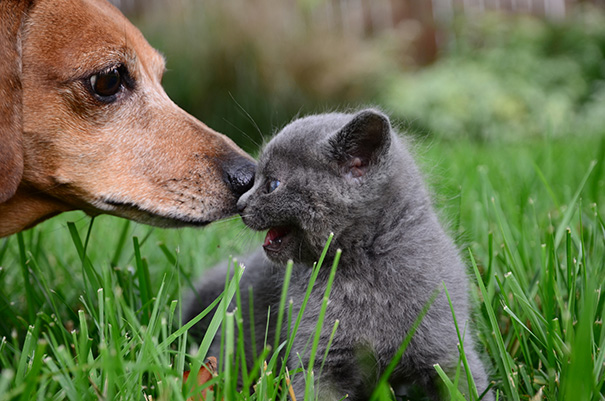 A Ferrell Kitten Is Lost And Confronts Gracie