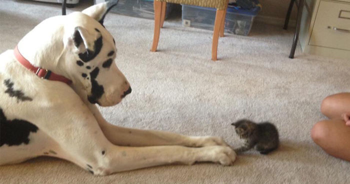 112 Pics Proving That Cats And Dogs Can Be Best Friends