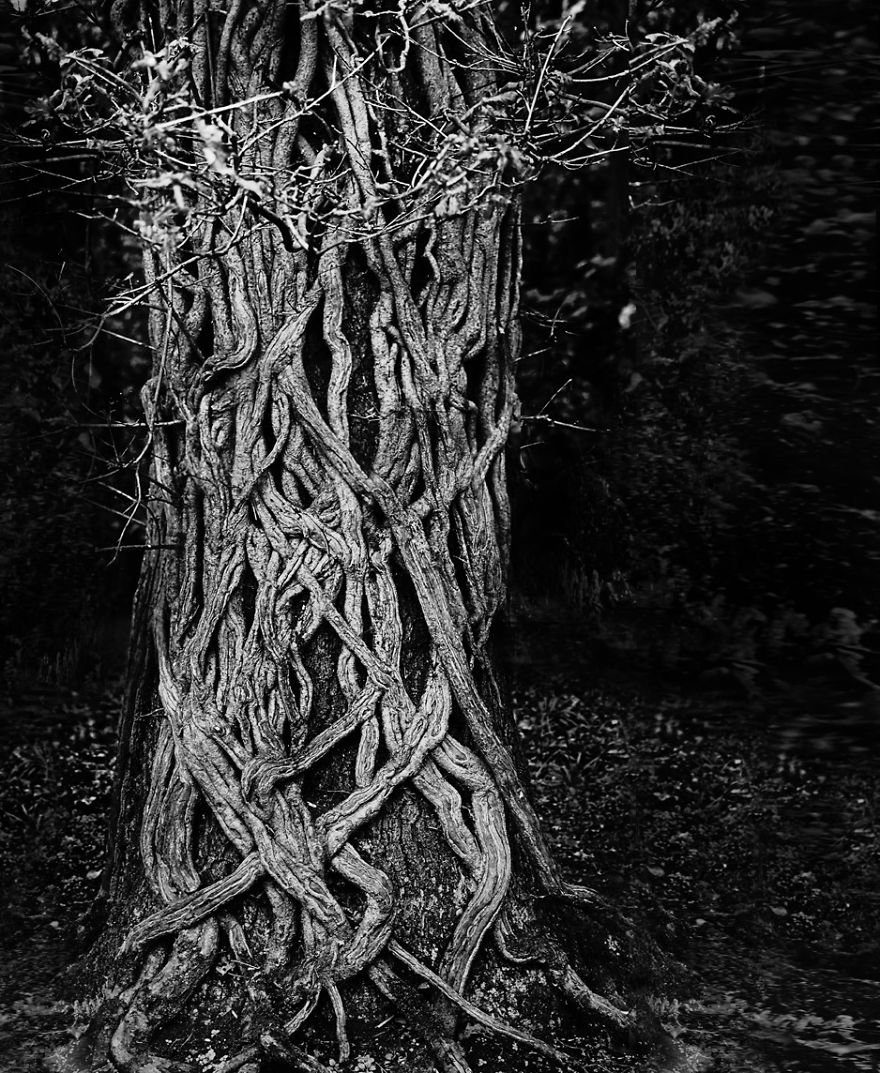 Trees! Don't Just Pass Them By