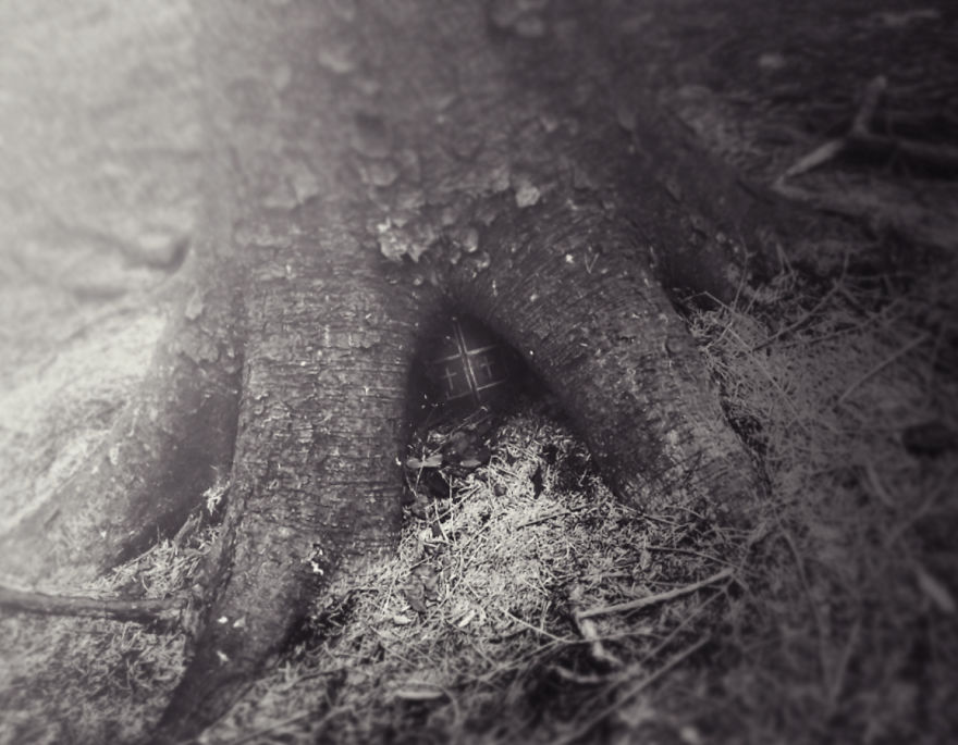 Trees! Don't Just Pass Them By Trees! Don't Just Pass Them By