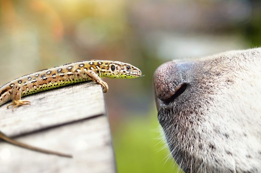 I Love My Dog's Nose