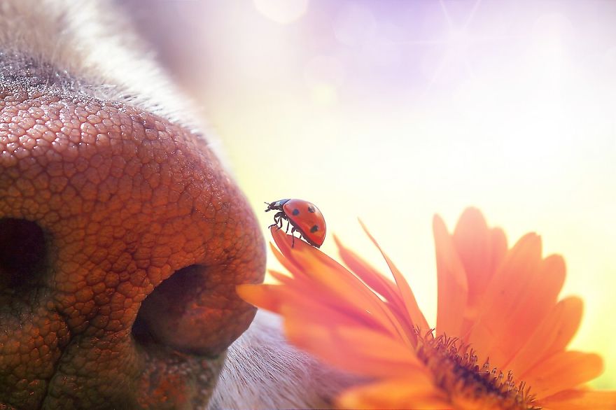 I Love My Dog's Nose