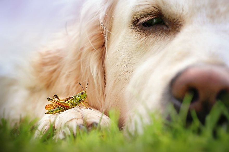 I Love My Dog's Nose