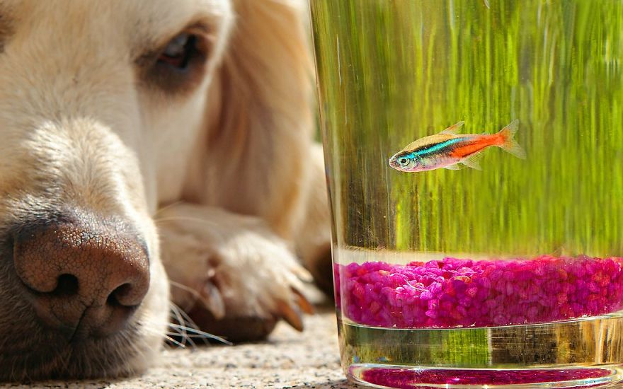 I Love My Dog's Nose