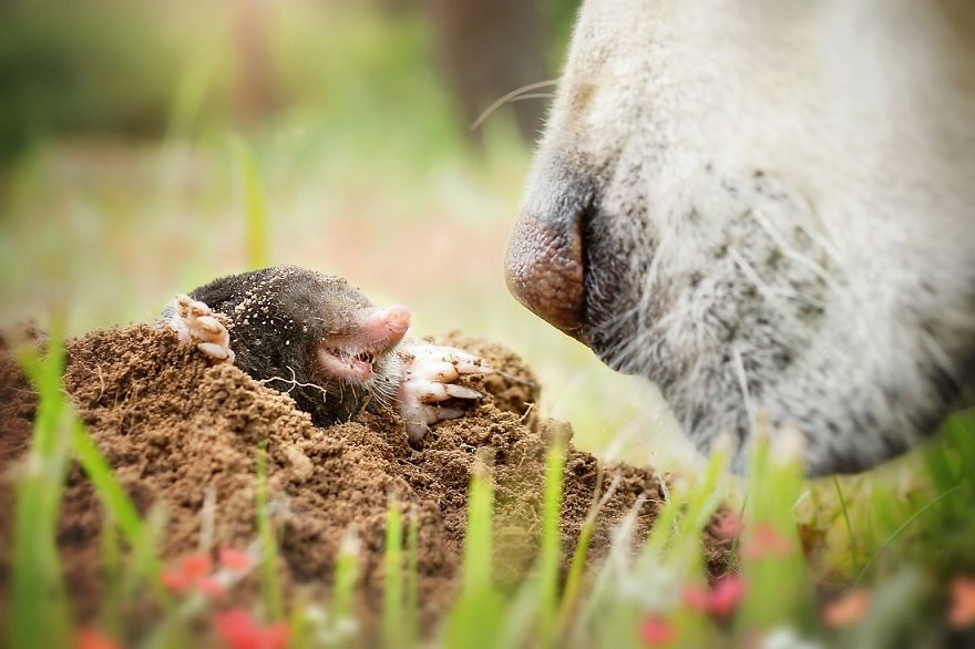 I Love My Dog's Nose