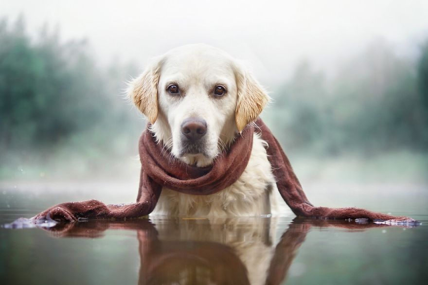 I Love My Dog's Nose