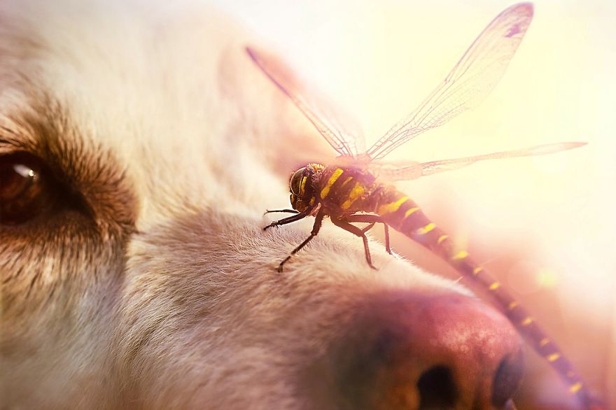 I Love My Dog's Nose