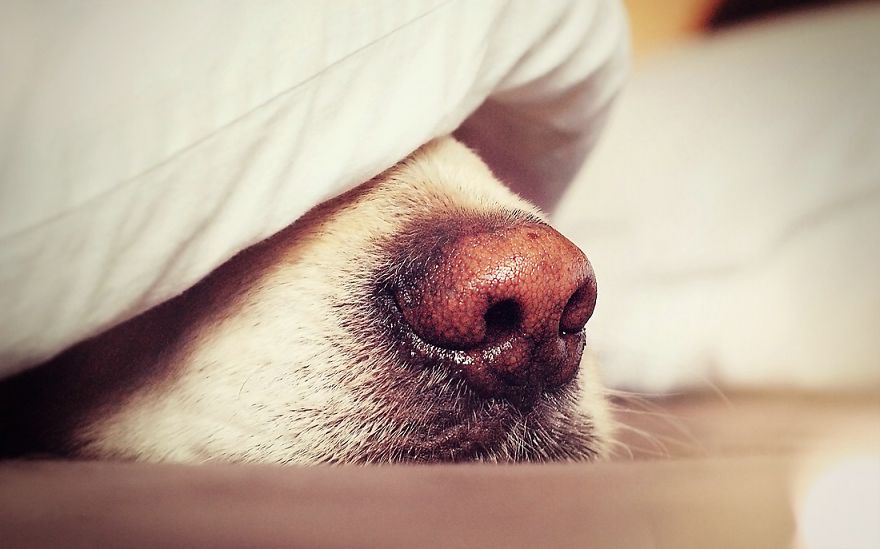 I Love My Dog's Nose