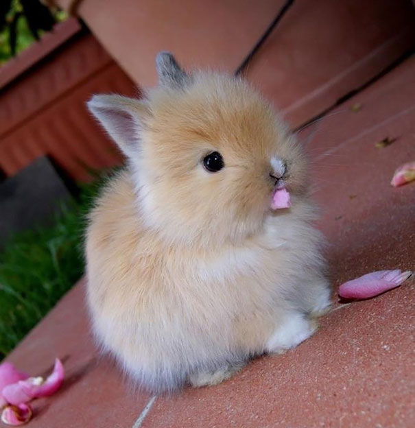 A fluffy bunny sitting on a tiled surface, nibbling on a pink petal.
