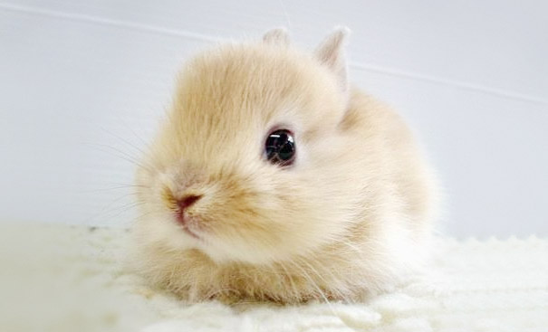 Fluffy bunny with soft tan fur and big eyes, sitting on a white surface.