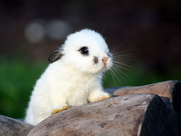 Adorable white bunny sitting on rocks, showcasing its fluffy fur and curious expression.