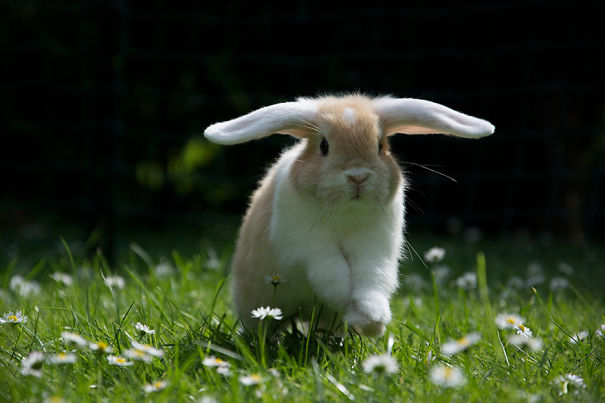 Adorable bunny hopping on grass surrounded by small flowers, showcasing one of the cutest bunnies ever.