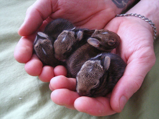 Baby bunnies nestled in hands, showcasing their cuteness.