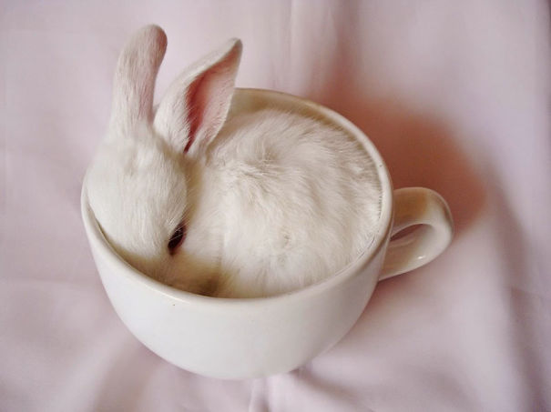 Cute bunny snuggled inside a white teacup, showcasing its fluffy fur and ears.