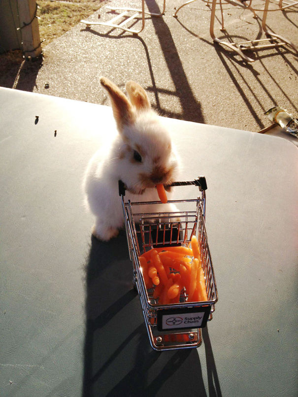 A cute bunny with a carrot in its mouth stands in front of a mini shopping cart filled with more carrots.