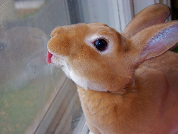 A cute bunny licking a window with large ears and round eyes.