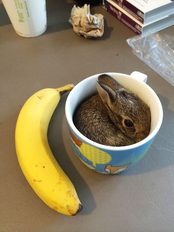 Cute bunny nestled in a colorful mug next to a banana on a table.