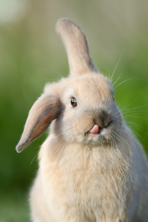 Cute bunny with floppy ears and tongue out, sitting in green grass.