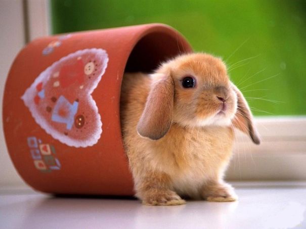 Cute bunny peeking out of a decorated clay pot by a window.