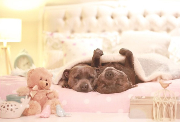 cute-dog-brothers-staffie-pit-bull-terriers-blueboys-121 cute-dog-brothers-staffie-pit-bull-terriers-blueboys-121