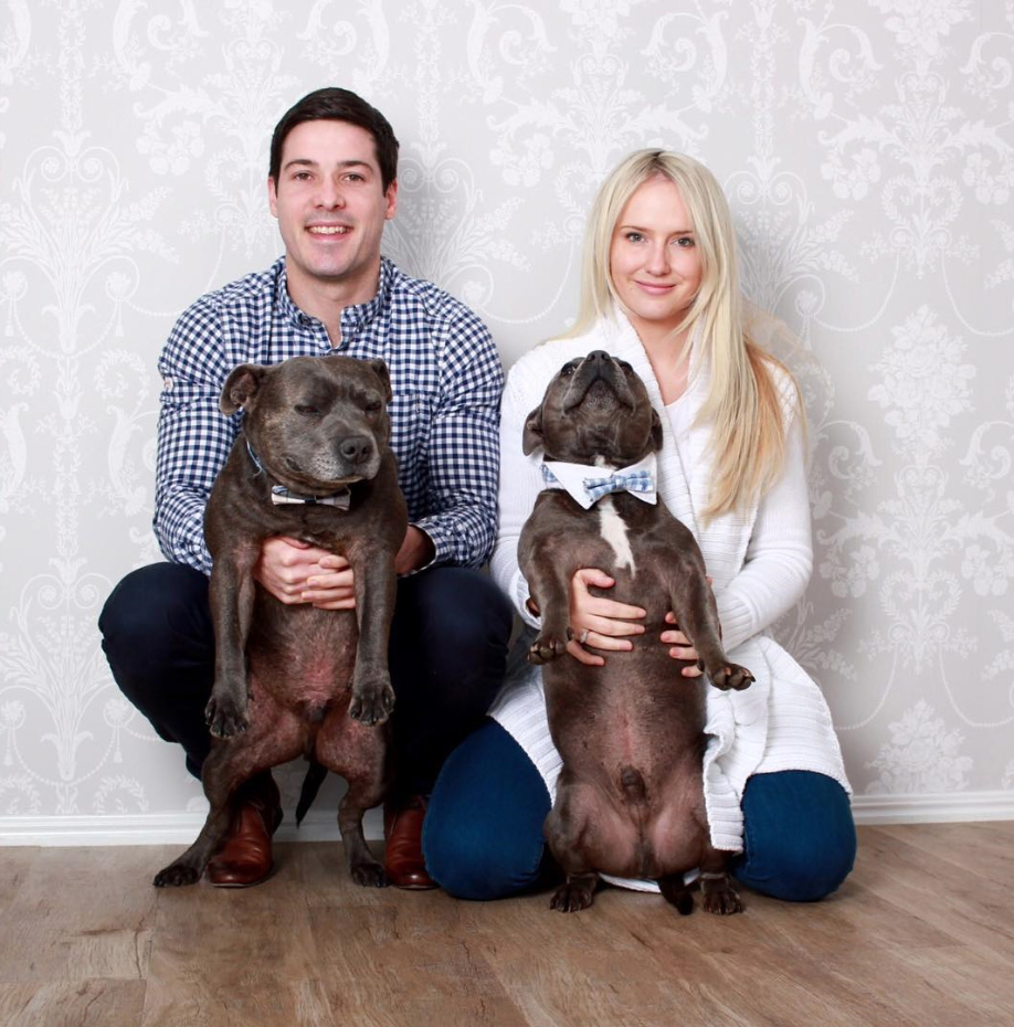 cute-dog-brothers-staffie-pit-bull-terriers-blueboys-122 cute-dog-brothers-staffie-pit-bull-terriers-blueboys-122