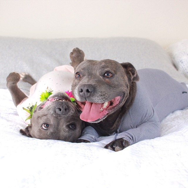 cute-dog-brothers-staffie-pit-bull-terriers-blueboys-39 cute-dog-brothers-staffie-pit-bull-terriers-blueboys-39