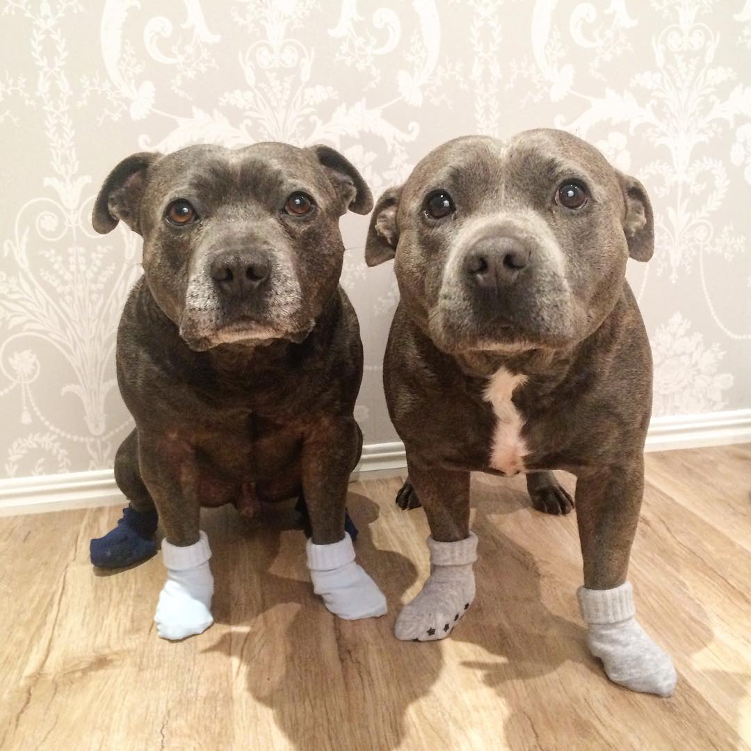 cute-dog-brothers-staffie-pit-bull-terriers-blueboys-51 cute-dog-brothers-staffie-pit-bull-terriers-blueboys-51