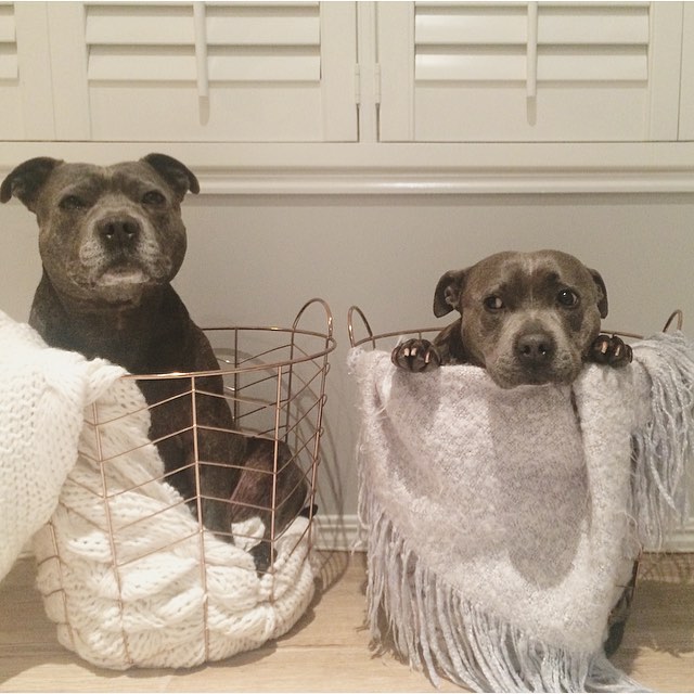 cute-dog-brothers-staffie-pit-bull-terriers-blueboys-72 cute-dog-brothers-staffie-pit-bull-terriers-blueboys-72