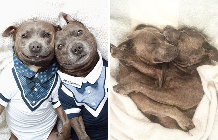 Adorable Pit Bull Brothers Will Instantly Make Your Day Better