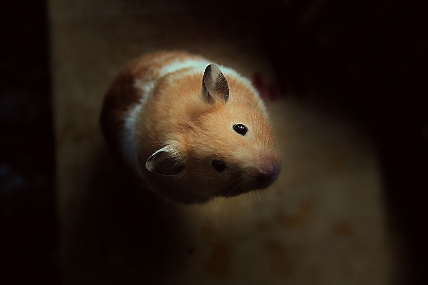 Cute Hamster