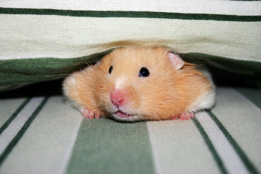 Cute Hamster