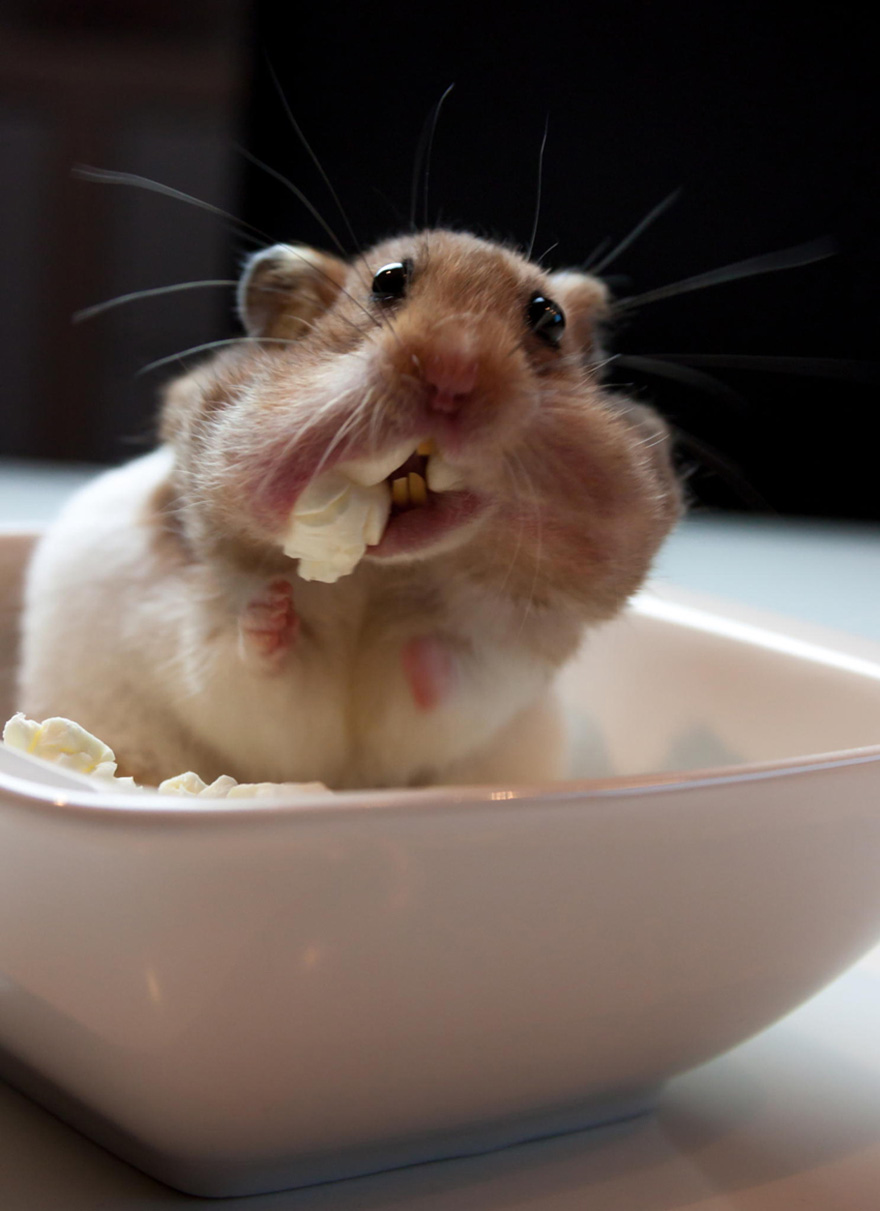 Cute Hamster