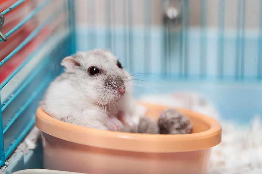 Cute Hamster