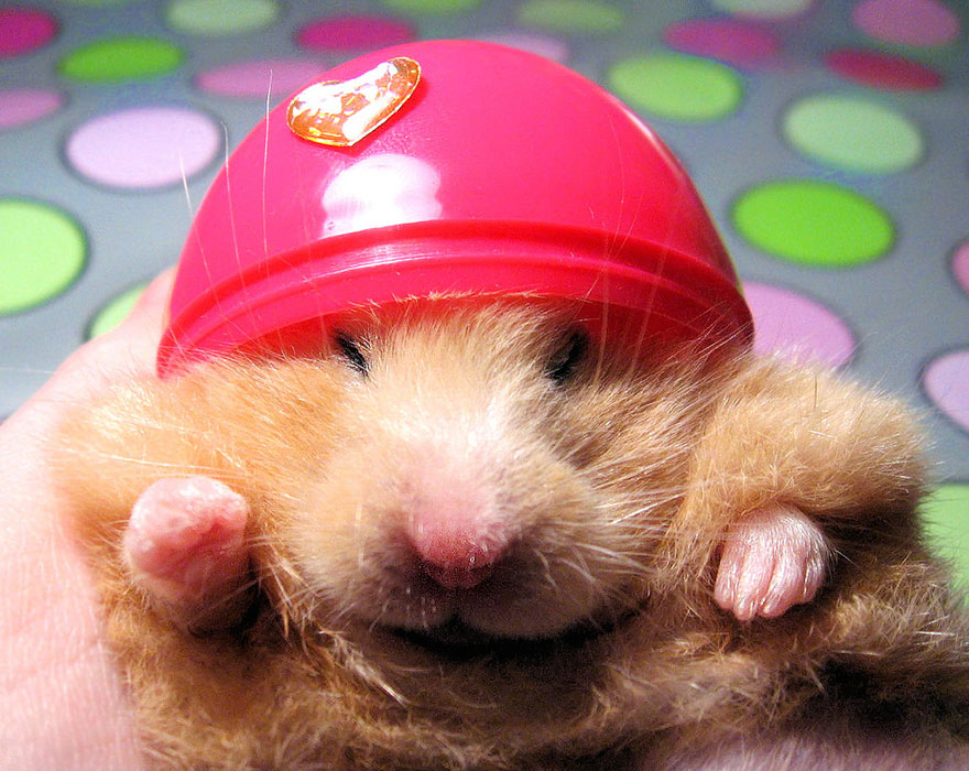 Cute Hamster